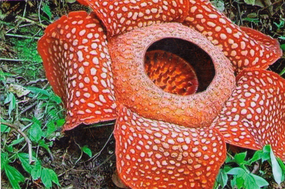 Rafflesia kemumu. Selfprinted postcard by Mursalim. Undivided. Used. Sent from Sumowono (18.4.20)